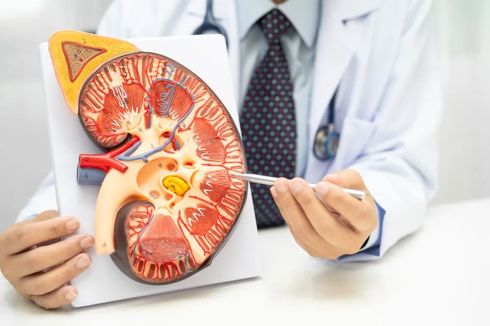 Kidney Stones: Risk Factors, Causes and Prevention Tips